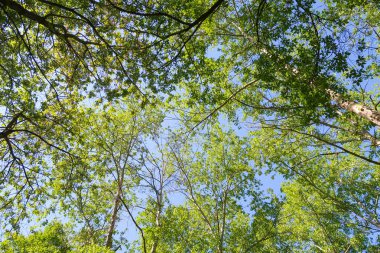 Mavi gökyüzü, bahar doğa karşı aşağıda ağaçlar görünümü yeşil yaprakları.