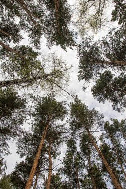 Alt, çam ormanı manzara mavi gökyüzü görünümüne karşı çam ağaçları.