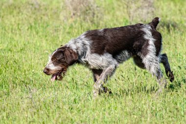 Köpek avcılık, doğa yeşil alan yaz.