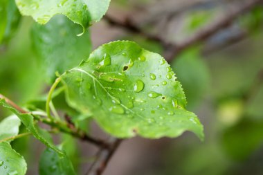 Bahar bir ağacın doğa yeşil yaprakları.