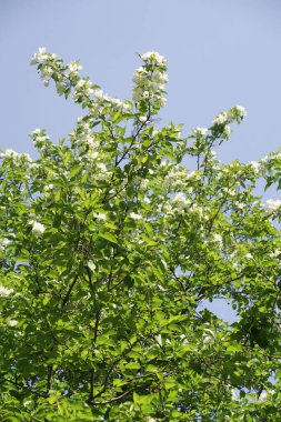 Mavi gökyüzüne karşı elma kiraz beyaz çiçekler. Doğa bahar.