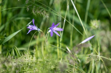 Yeşil çim mavi çiçek Campanula.