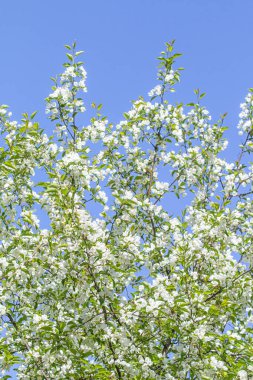 Elma ağacının beyaz çiçekler mavi gökyüzüne karşı ağacın yeşil yaprakları vardır.