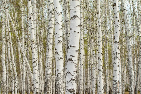 Bétulas Brancas Floresta Fundo Primavera — Fotografia de Stock