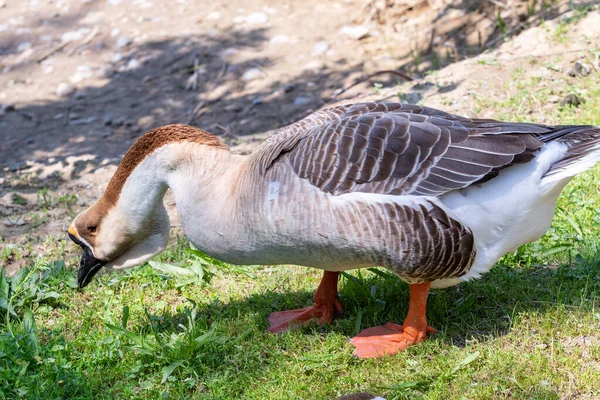 Husa Šedá Zblízka Zelené Trávě Šedá Husa — Stock fotografie