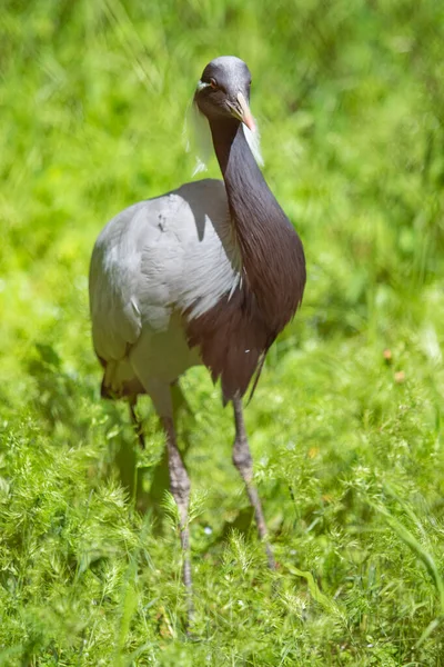 Fekete Japán Crane Zöld Nyári Nap — Stock Fotó