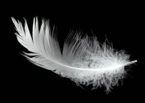 空気中の黒い背景に白い白鳥の羽 空気中に浮かぶ白い羽 — ストック写真