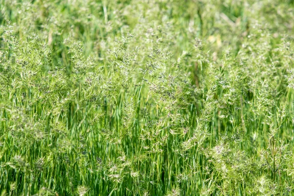 Sappig Helder Groen Gras Close Achtergrond Van Groen Gras Landschap — Stockfoto