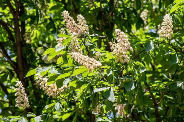 Blüten Weißer Kastanien Mit Grünem Laub — Stockfoto