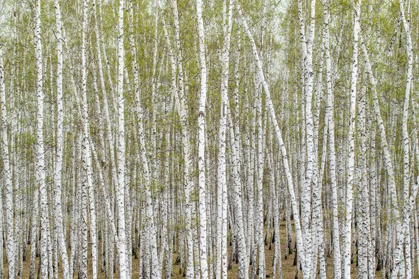 Arbres Bouleau Blanc Fond Forestier Printemps — Photo