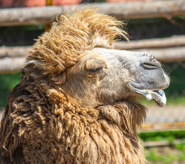 Hlava Velbloudí Šedé Vlny Mouchy Nose Příroda — Stock fotografie