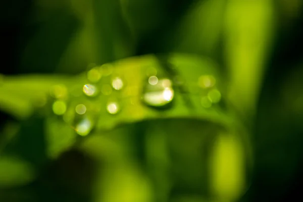 Erba Verde Con Gocce Pioggia Primo Piano Paesaggio — Foto Stock