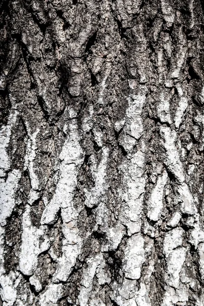 Textuur Van Houten Achtergrond Van Boom Schors — Stockfoto