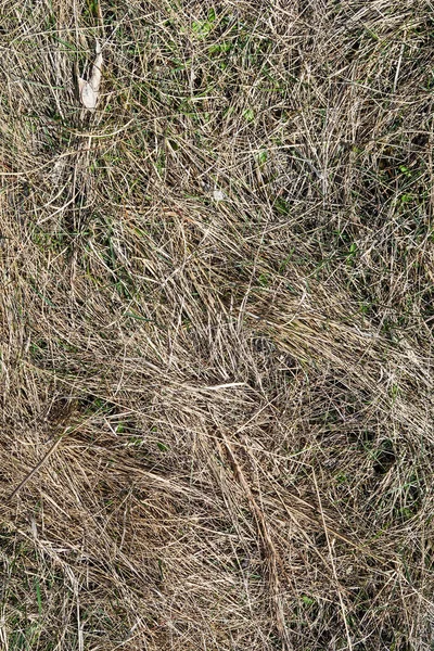 Dry Grass Spring Landscape Background — Stock Photo, Image