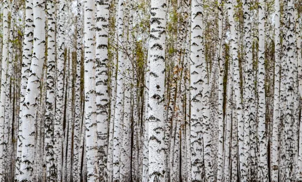 Forest texture, white birch trees as a background.