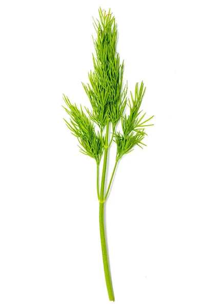 Dill Färsk Sallad Gröna Grenar Dill Isolerad Vit Bakgrund Vegansk — Stockfoto