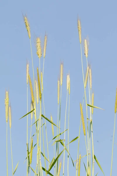 Espigão Trigo Selvagem Contra Céu Azul — Fotografia de Stock