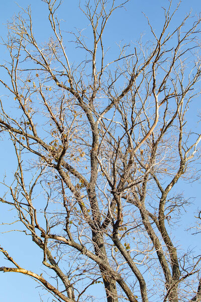 Голые ветки на фоне осеннего голубого неба
.