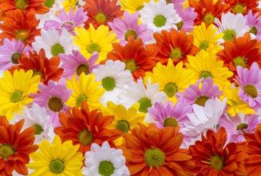 Arka plan resmi renkli papatya çiçek