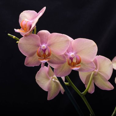 Siyah arka plan üzerine izole pastel orkide çiçek