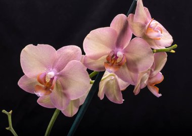 Siyah arka plan üzerine izole pastel orkide çiçek