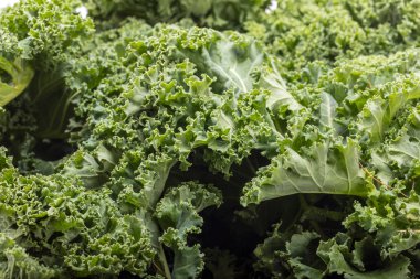 Sağlıklı taze kıvırcık lahana