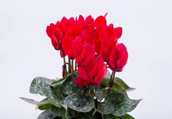 Persian Cyclamen Flower Isolated White Background — Stock Photo, Image