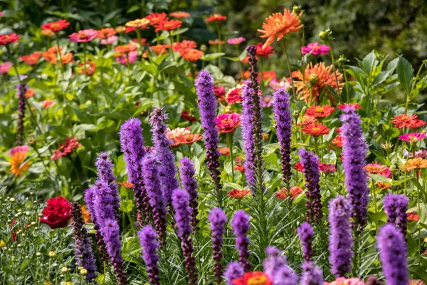 Liatris Spicata Virágok Nyári Kertben — Stock Fotó