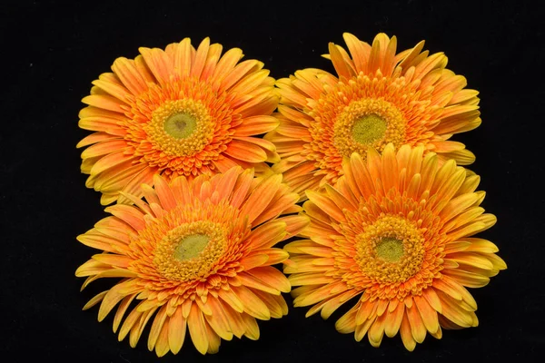Subtle Orange Gerbera Flowers Black Background — Stock Photo, Image