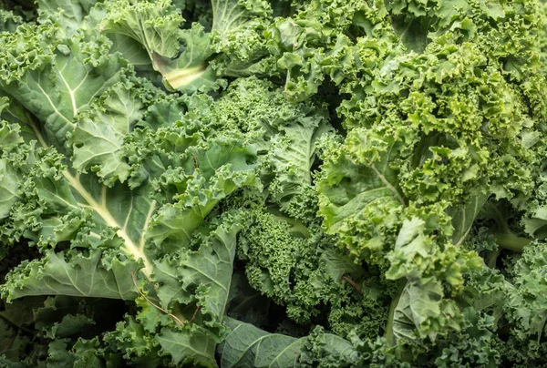 Healthy Fresh Curly Kale — Stock Photo, Image