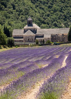 Senanque Abbey veya Abbaye Notre-Dame de Senanque lavanta alanıyla bloom, Gordes, Provence, Fransa 