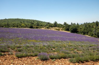 provence, lavanta alanına yakın sault, Fransa
