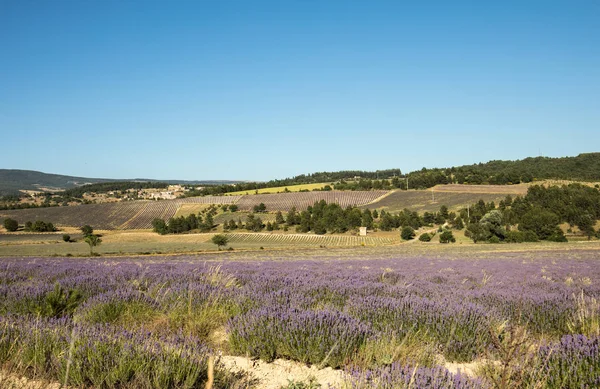 Levendula Mező Provence Közelében Sault Franciaország — Stock Fotó