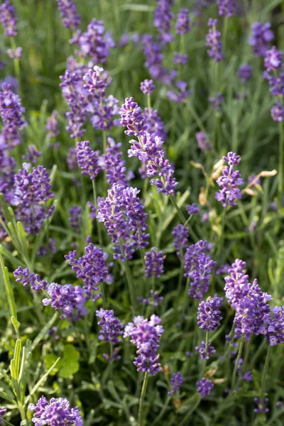 Lavender Field Provence Sault France — Stock Photo, Image