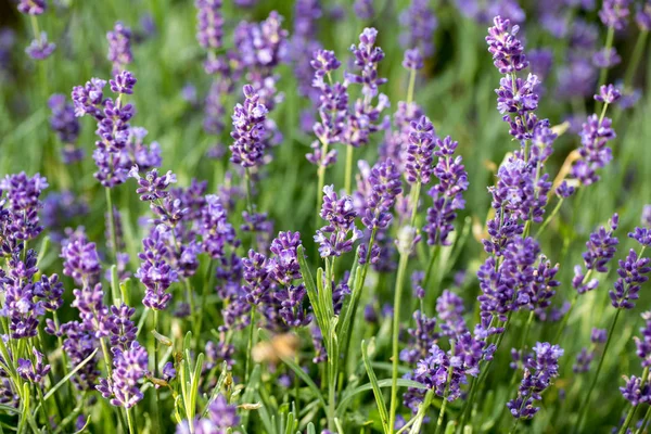 Der Blühende Lavendel Der Provence Der Nähe Von Sault Frankreich — Stockfoto
