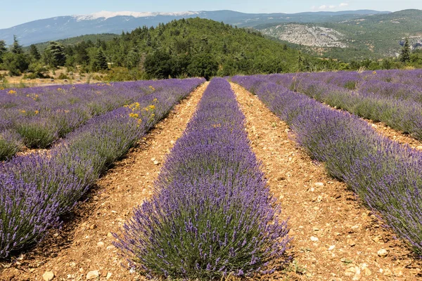 Lavender Field Salt Mont Ventoux Background Provence France — Stock Photo, Image