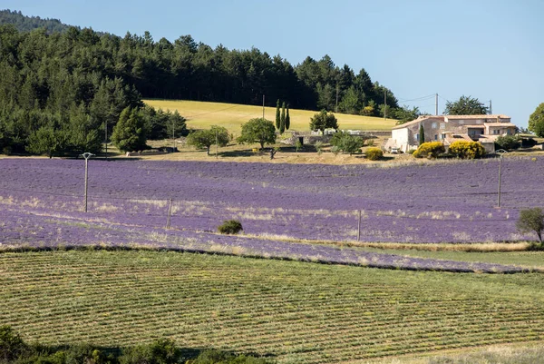 Lavendelfeld Der Nähe Von Sault Provence Frankreich — Stockfoto