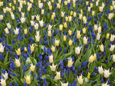 Sarı laleler ve mavi sümbül bir bahçede çiçek açan