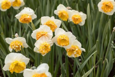 Bahar çiçekleri açan sarı nergisler ya da narsistler bahçede