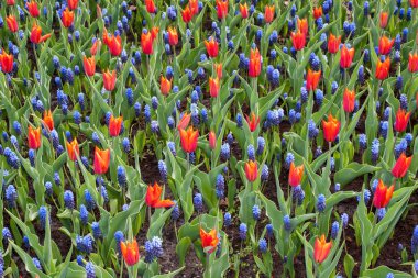 Kırmızı lale ve mavi sümbül bir bahçede çiçek açan