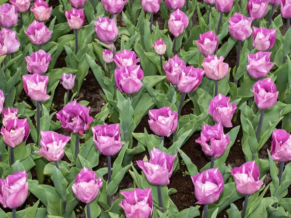 Veilchen Tulpen Blühen Einem Garten — Stockfoto