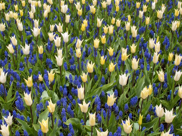Sarı laleler ve mavi sümbül bir bahçede çiçek açan