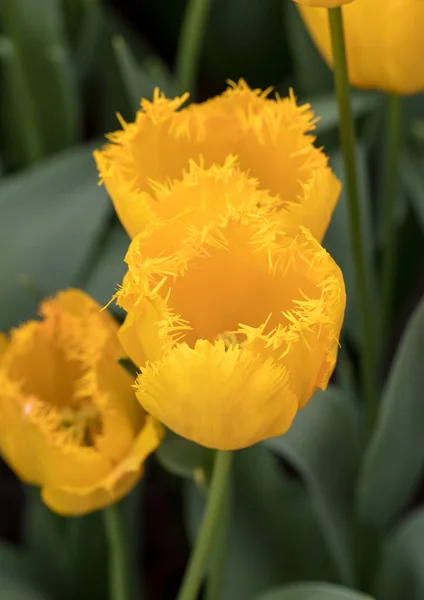 Fiori Tulipani Gialli Che Fioriscono Giardino — Foto Stock