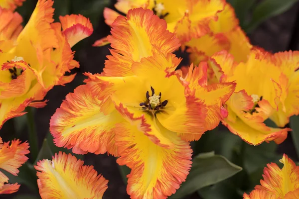 Žluté Oranžové Tulipány Botanické Květin Zahradě — Stock fotografie