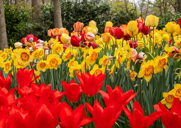 Renkli Lale Bir Bahçede Çiçek Açan Nergis — Stok fotoğraf