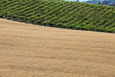 Abruzzo tepeler haddeleme görünümü üzüm bağları ve tahıl alanları. İtalya 