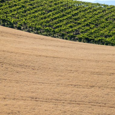 Abruzzo tepeler haddeleme görünümü üzüm bağları ve tahıl alanları. İtalya 