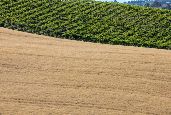 Вид Зерновых Полей Виноградников Холмах Абруццо Италия — стоковое фото