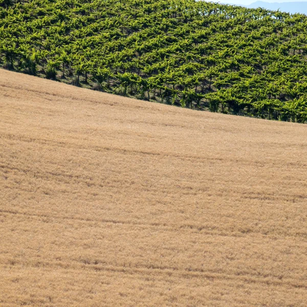 Abruzzo tepeler haddeleme görünümü üzüm bağları ve tahıl alanları. İtalya 