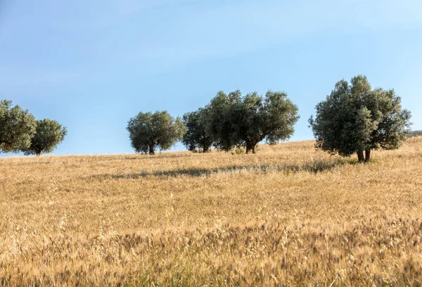 在阿布鲁佐连绵起伏的丘陵上橄榄树林和田野的看法 — 图库照片